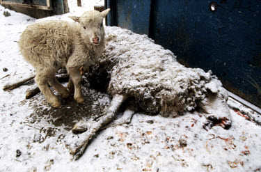 A lamb cries near its dead mother killed during an artillery assault on a Chechen village.