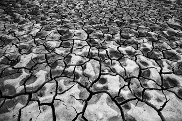 A field reduced to cracked earth as a result of drought.