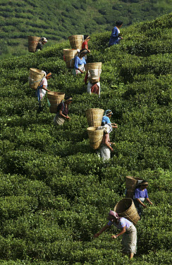 Women picking tea.