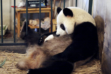 Seven year old panda Shu Lan cuddles her one month old cub Siyue at the Chengdu Giant Panda Breeding and Research Centre.