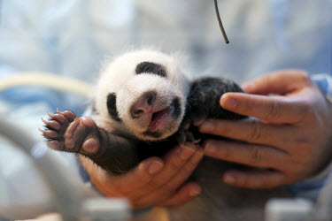 A one month old panda in an incubator at the Chengdu Giant Panda Breeding and Research Centre.
