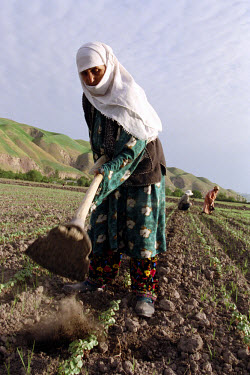Women weeding cotton fields.