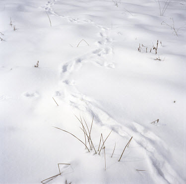 Footsteps in the snow at the site of a mass grave in the Bosniak village of Glogova, just outside Bratunac.An estimated 8,000 Bosniak (Muslim) men and boys from the town of Srebrenica were murdered by...