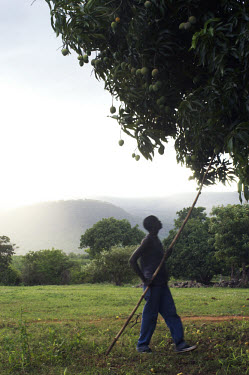 A man uses a bamboo stick to harvest ripe fruit from a mango tree.