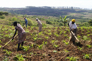 Villagers hoeing crops. During the rainy season, all families participate in the work on the shamba.