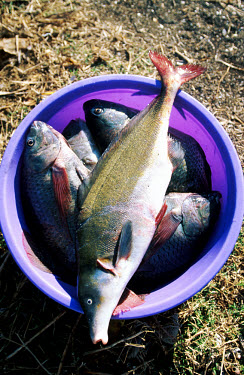 Tilapia and suma fish brought ashore at Dunga beach on Lake Victoria.