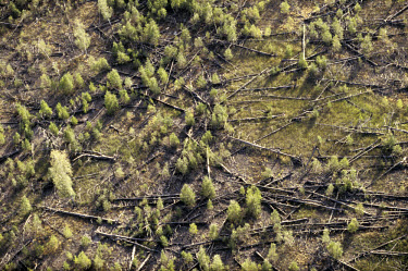 Highly contaminated and destroyed forest 5km from the site of the Chernobyl nuclear accident. Trees died due to the high levels of radioactivity.