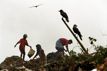 Children pick over the surface of the Kajla rubbish dump in search of saleable items, as scavenging birds wait nearby.  The Kajla rubbish tip is one of three landfill sites in this city of twelve mill...
