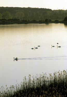 Swans swimming on the lake.