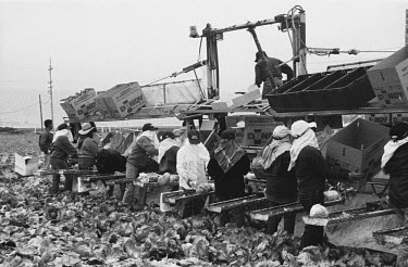 Illegal Mexican workers pick lettuces and load them onto a harvesting vehicle.  The hourly wage for the work is around 7 US dollars, the equivalent of �4.