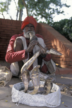 Snake charmer on the streets.