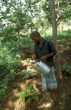 Man watering vegetable patch with water from rainfall.  The reuse of rainwater is a measure implemented to ensure a reliable water supply in times of drought.