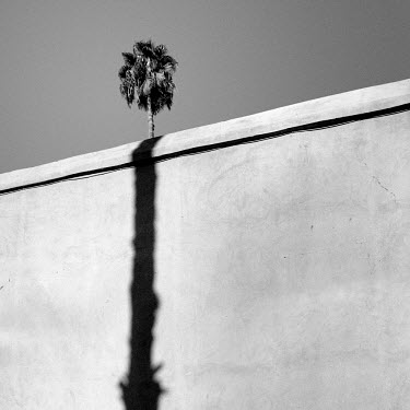 Palm tree and shadow on a wall.