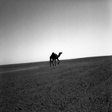 A camel walks through the desert.