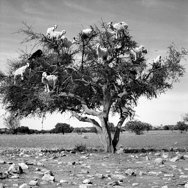Fourteen goats stand in the branches of a tree in the scrub. An enterprising shepherd taught them to climb the tree to provide a photo opportunity for passing tourists.