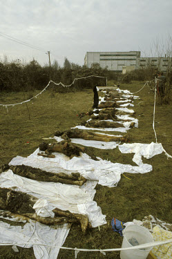 Exhumed bodies from a mass graves.  They were victims of the Securitate, the Communist Romanian secret police force, which operated under the Communist dictatorship of Nicolae Ceausescu.
