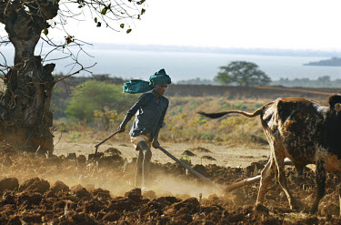 A boy uses a cattle drawn plough to cultivate the dry land next to Lake Tana, which is the source of the Blue Nile.