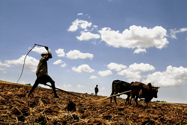 A farmer lashes his cattle as he ploughs the dry land in the area of Lake Tana.