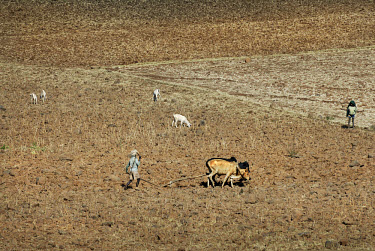 A farmer uses cattle to plough dry land in the area of Lake Tana. A severe drought has extended across East Africa after the rainy season expected in October 2005 failed to arrive. Most rural dwellers...