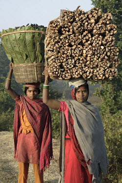 Oraon adivasi tribal women carrying firewood and leaves from forests near Hazaribagh. Forests across Jharkhand, which adivasi depend on for survival and which they consider to be sacred, are rapidly d...