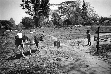 Young boy watching cattle in a minefield where there are signs warning of the dangers of unexploded ordnance (UXO).