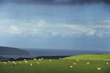 Sheep graze on the pasture in the Catlins, between Invercargill and Balclutha, overlooking the South Pacific.