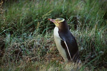 A Yellow-eyed penguin in a private conservation area. The species is one of the rarest types of penguin, which is native to New Zealand.