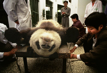 A male giant panda is sedated as a specimen is taken as part of an artificial insemination programme. Giant pandas have been recognised as an endangered species, being the rarest in the bear family. I...