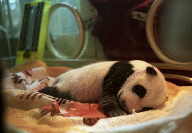 Lun Lun, a one month old female panda cub, lies asleep in an incubator. She is the product of an artificial insemination programme. Giant pandas have been recognised as an endangered species, being th...