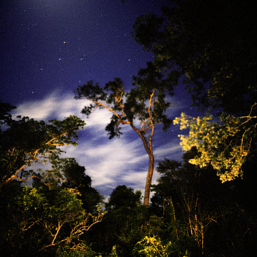 Trees lit up by torchlight in Kirindy forest, a dry deciduous forest which is home to a diverse range of flora and fauna, including many unique species.