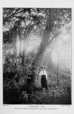 An image of Alice Seeley Harris standing by the "Livingstone tree". The picture was printed in the Anti-Slavery Reporter publication (April 1915 - Jan1916). Alice Seeley Harris and her husband John Ha...