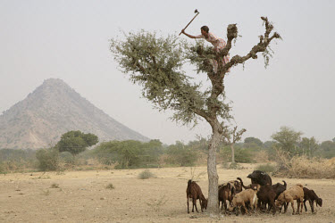 A goatherd climbs a tree to chop down fodder for her animals. Rajasthan has been suffering from a drought for the last eight years.