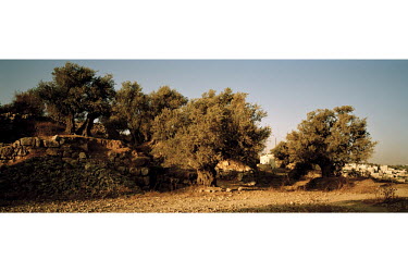 Ancient olive trees, in danger of dying because their Palestinian owners cannot tend them. They have been deemed to be too close to one of the Israeli settlements that have been established in the hea...
