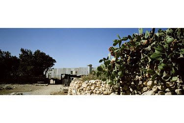 Cactus plants next to the Israeli separation barrier. The wall has separated many Palestinian farmers from their fields.