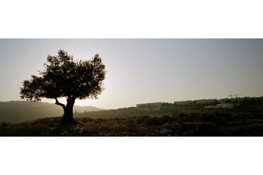 An ancient olive tree with an Israeli settlement in the distance. The erection of the Israeli separation wall / barrier has separated many Palestinian farmers from their fields.