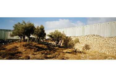 Ancient olive trees next to the Israeli separation barrier. The wall has separated many Palestinian farmers from their fields.