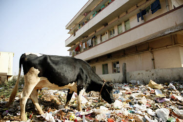 A cow picks through rubbish in an apartment block that houses some employees of the REVA (G-Wiz) Electric Car Company (RECC).