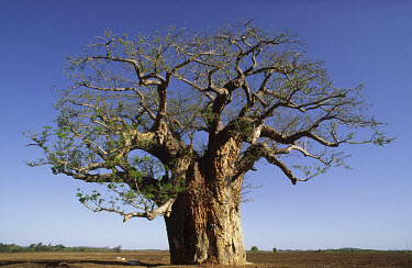A baobab tree in the middle of a harvested sugar cane field.