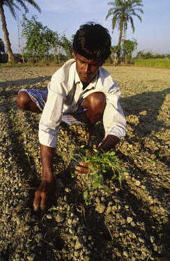 A farm worker planting a field of spinach.