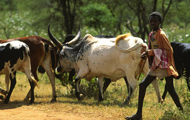 A young Masai herder taking cattle to new pasture.