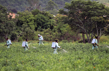 Farm workers spraying pesticides on a field of chillies.