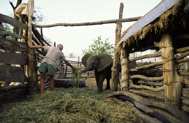Captive feeding wild elephants on a cattle ranch during a drought. The animals were eventually returned to the bush once the rains returned.