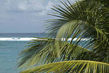 A palm tree close to the sea with waves breaking on a reef.