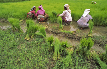 Women transplanting rice seedlings.