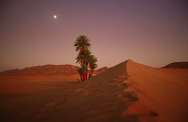 The moon rising over the desert in southern Morocco.