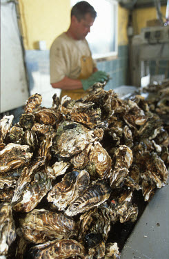 A fisherman preparing farmed oysters for market.