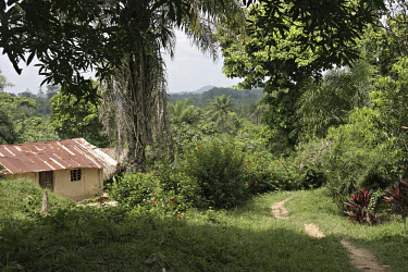 A home sits amidst lush flora and fauna in rural Liberia.