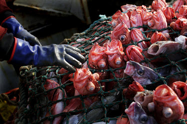 Freshly caught Red Fish are separated from the net by the crew of Portuguese trawler Praia de Santa Cruz who have been fishing in Norwegian waters. The Norwegian Coastguard is tasked with patrolling a...