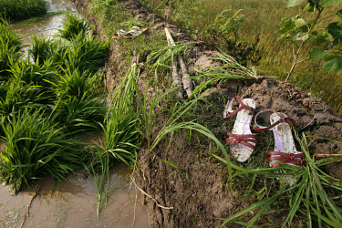 A pair of fashionable sandals sit on a muddy bank left behind by their owner who is planting rice in a paddy field.