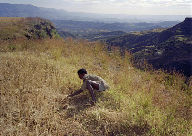 A boy works harvesting wheat from his father's field. Lalibella suffers from regular food shortages as the amount of land used for agriculture is not sufficient.